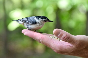 White-breasted nuthatch bird perched on hand eating sunflower seeds
