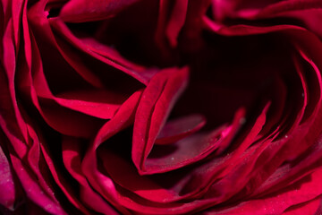 art abstract background of stunning deep red-purple rose . extreme  macro