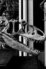 dinosaur skeleton head museum
