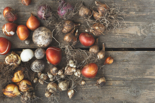 Flower bulbs of tulips, daffodils, hyacinths and other on wooden background, top view. A lot of flower bulbs.