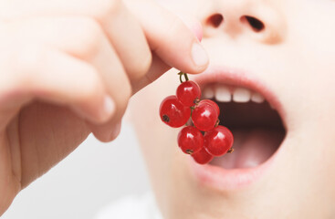 Child putting fresh and ripe red currant in mouth. Boy is eating berries.