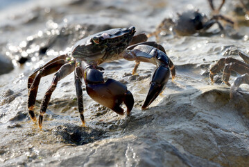 crab sun salt water massive claws sitting stone