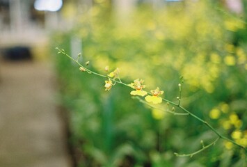 flowers in the garden