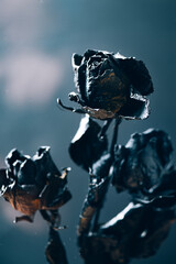 Dried black roses, bunch of beautiful faded flowers on dark background