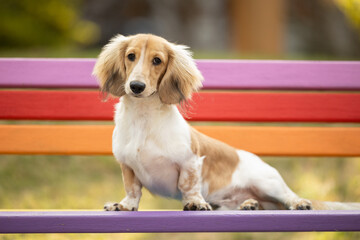 Cute dachshund puppy lying on colourful park bench