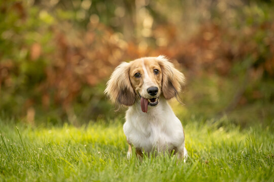 Cute portrait of dachshund dog outside with tongue out