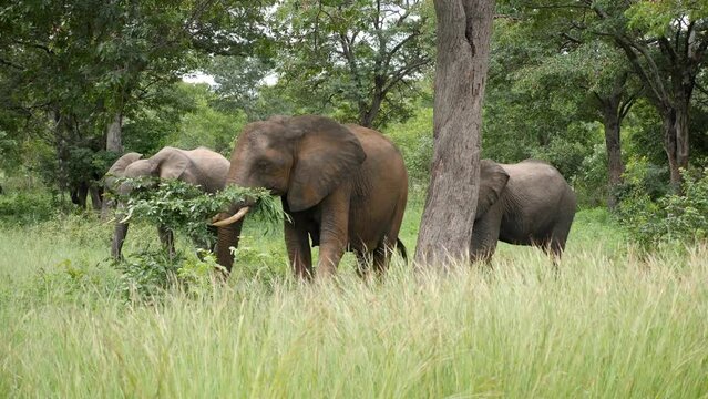 Three elephants walking in the grass in Caprivi strip, Namibia. Wild safari in Africa. Safari ride. A Game drive. Wildlife watching in the comfort 4WD open vehicle.