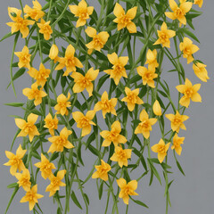 vector cytisus complicatus flowers