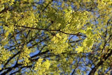 Maple (Acer platanoides) blooms in nature