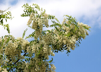 White acacia (Robinia pseudoacacia) blooms in nature