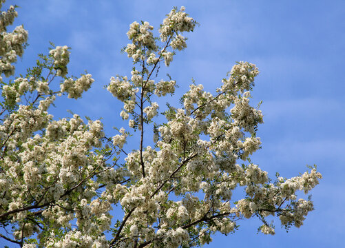 White acacia (Robinia pseudoacacia) blooms in nature