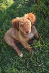 Obraz premium puppy duck tolling retriever