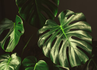 Low key, Leaves of Monstera plant growing in wild and growing in the house, the tropical forest plant. Abstract green leaves and dark tone process, nature pattern background.  © Dmitry Presnyakov