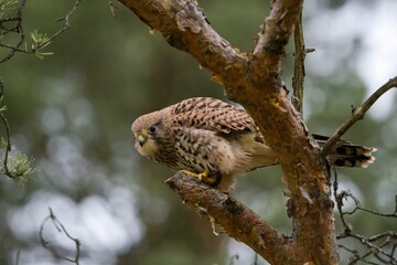 Kestrel