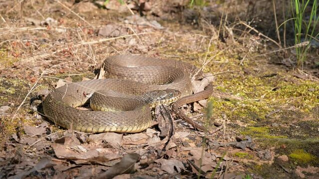 Plain-bellied Water snake basking on a large rock next to a small creek in morning sun