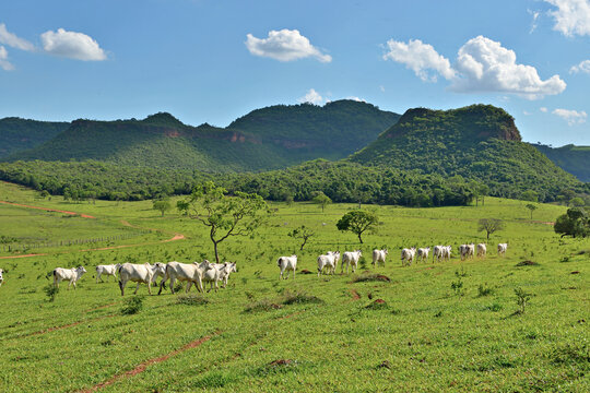 Gado Nellore em pasto verde - boiada