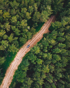 Aerial view of road in pine tree forest in Melbourne, Victoria, Australia