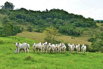 Fototapeta premium Gado Nellore em pasto verde - boiada 