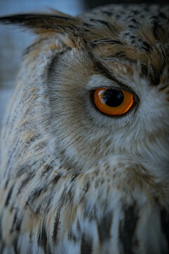 Closeup photos of a Siberian eagle owl in snow