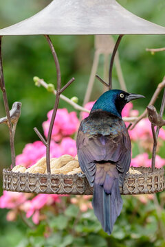 Common grackle perching on bird's food station
