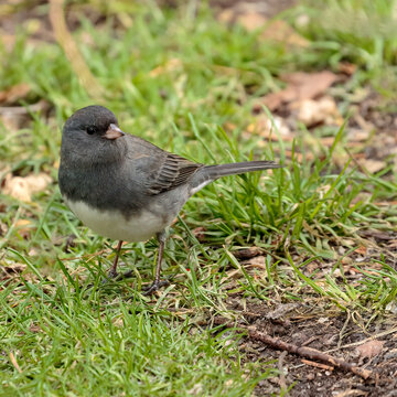 Dark-eyed junco on green grass