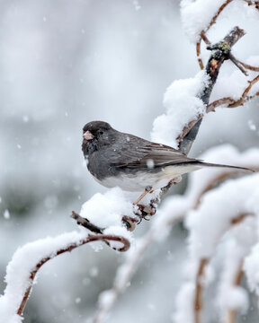 Dark-eyed junco perching on tree branch covered with snow