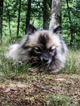 Dark Pomeranian on green grass field