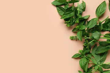 Fototapeta premium Fresh aromatic basil on color background