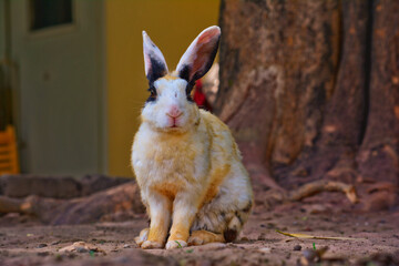 Grey and brown bunny