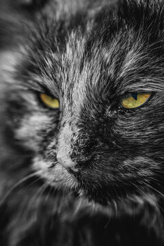Grayscale photo of cat's face in close-up