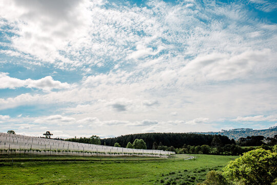 Greenery landscape in the countryside of Brazil