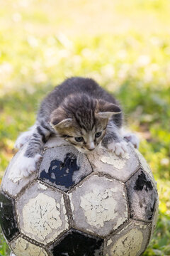 Kitten on torn ball