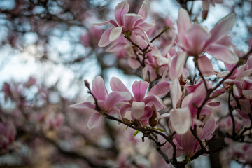 MAGNOLIO HOJAS DE ARBOL MORADAS MAGNOLIAS