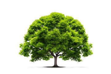 Green tree isolated on a transparent background made with AI generative technology