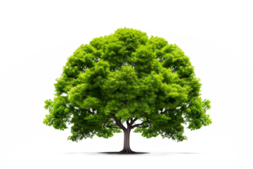 Green tree isolated on a transparent background made with AI generative technology