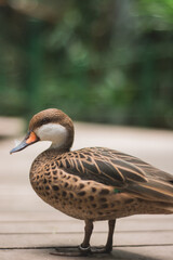 duck aside