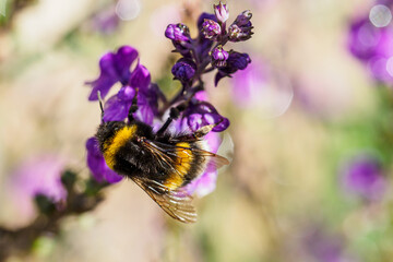 bee on lavender