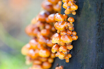 Mushroom flammulina velutipes or honey agaric grows on a tree in winter forest - 630487853