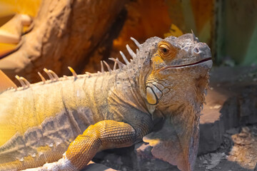 Close-up portrait of beautiful Green Iguana, american iguana in terrarium. Domestic animal, pet, hobby