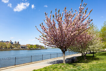 Fototapeta premium Beautiful Flowering Trees during Spring along the East River at Rainey Park in Astoria Queens New York