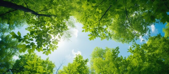 Fototapeta premium Natural copy space is created as the green foliage frames the blue sky when looking up through the treetops.