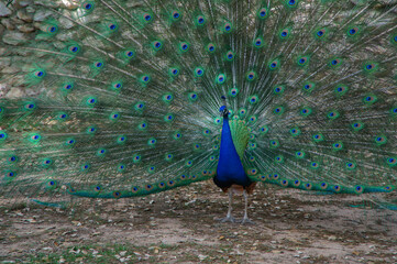 Peacock Spreading Feathers