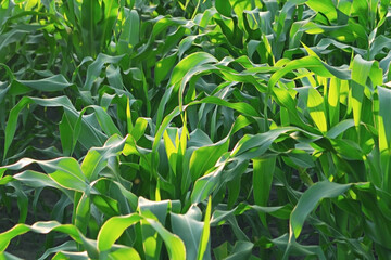 sweet corn grows in a corn field. green leaves of corn background