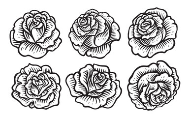 Flower bud with petals, blossoming rose in hand drawn style. Floral concept set. Sketch vintage vector illustration