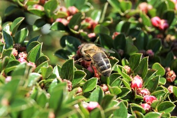 A bee on a sunny spring day. A bee on a branch of a decorative bush