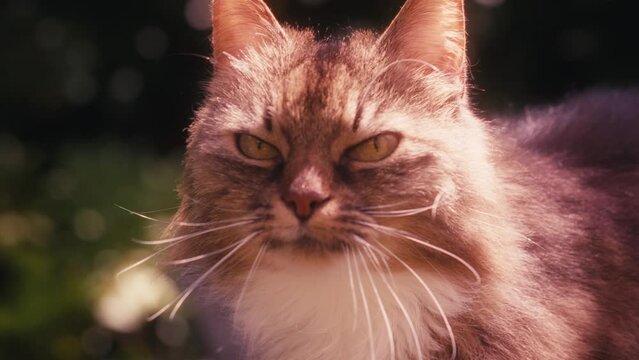Un magnifique chat &eacute;voluant gracieusement dans un jardin enchanteur. 