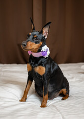 Fototapeta na wymiar Portrait of a pregnant miniature pinscher dog with a bow around his neck sits on the bed
