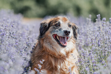 Portrait of cute rescued dog in the lavender field