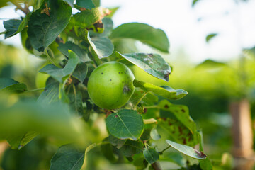 green apples on the branches of a tree. 