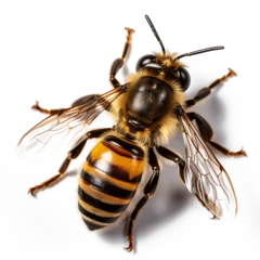 Papier Peint photo autocollant Abeille honey bee topview isolated on transparent background cutout made with AI generative technology